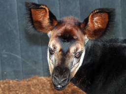 Okapi Guus. (Foto: Safaripark Beekse Bergen)