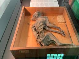 Zeshonderd jaar oude mummiekat terug in Grote Kerk