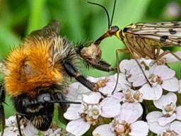 Duitse schorpioenvlieg valt een hommel aan (foto Corinne van den Brand).