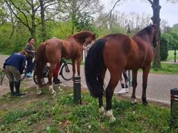 De vermiste paarden zijn terecht (foto: Manege Meulendijks/Facebook).