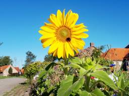 Nog even doorbijten en daarna is dit weer het uitzicht (Foto: Jolanda Pelkmans).