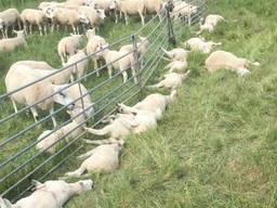 Dode schapen in de polder bij Hedikhuizen.