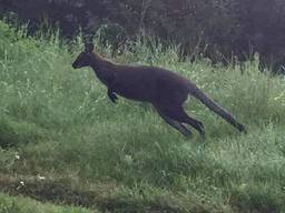 Loslopende kangoeroe hupt stukje met Peter mee tijdens hardlopen