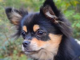 Bayke, het hondje van Anton (foto: Anton Hoogendijk).