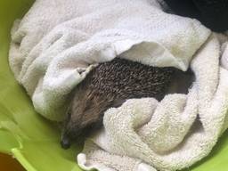 Het vogelasiel in Someren vangt ook zoogdieren, zoals egels op (foto: Alice van der Plas).