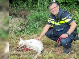 Wijkagent Erik met de gevangen (verdoofde) wallaby (foto: wijkagent_de_groote_wielen/Instagram).