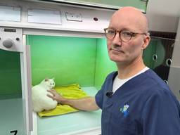 Derde kat beschoten met kruisboog, dierenarts probeert dier te redden