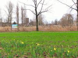 In het Liniepark in Breda zijn de eerste narcissen al uitgeschoten (foto: Henk Voermans)