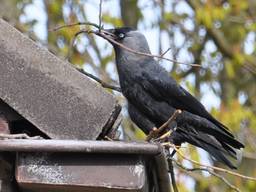 Kauwen nestelen vaak onder dakpannen (foto: Robert te Veele).