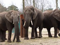 De drie drachtige olifanten Bongi, Pina-Nesse en Punda (foto: Beekse Bergen).