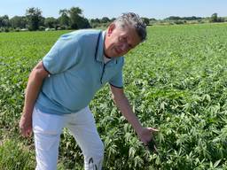 Marti de Brouwer in het veld met wietplanten (foto: Tom van den Oetelaar).