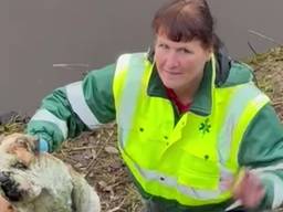 Het geredde hondje in Den Bosch (foto: Dierenambulance Den Bosch).