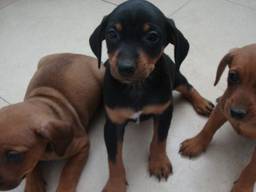 Vergelijkbare puppy’s, een kruising van een Jack Russels en een Boeren Fox (foto: politie Cuijk). 