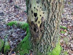 Het mysterieuze nest aan een boomstam. (Foto: Paul Steenhouwer)