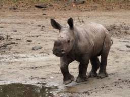 Babyneushoorn Ravy zet z'n eerste stapjes buiten (foto: Beekse Bergen/Mariska van Dijk)