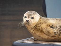 Zeehond in Drimmelen: 'Geniet van een grote afstand van het dier'