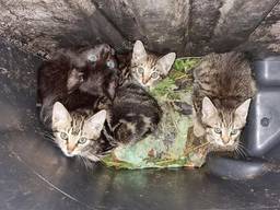 De vier kittens zaten gevangen in de kliko (foto: @dierenambulancebrabantnoord/Facebook).