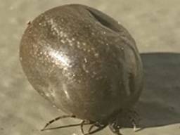 Volgezogen teek op het balkon (foto: Paul Rötschke).