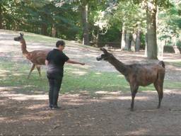 Bezoekers van dierenpark Den Hof mogen dieren niet meer voeren