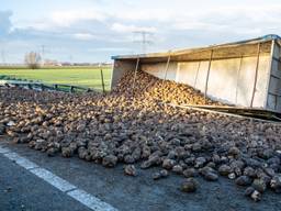 A17 bezaaid met suikerbieten na ongeluk met vrachtwagen