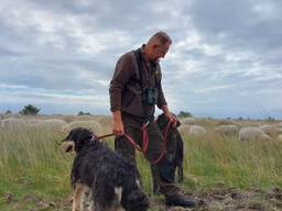 Schaapsherder Riaan Strijdom ziet samen met andere herders de kosten voor het onderhoud van schaapskuddes stijgen (foto: Omroep Brabant).