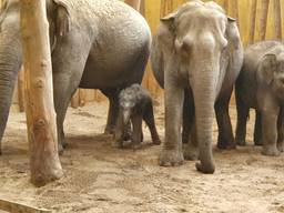 Rashmi, wat zonlicht betekent, is het eerste Aziatisch olifantje dat dit jaar in Europa is geboren (foto: Dierenrijk).