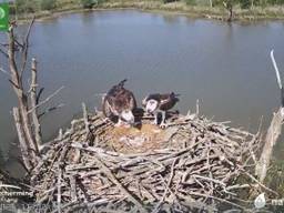 Het visarendkoppel op hun nest (foto: Vogelbescherming)
