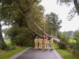 Boom op de weg in Deurne (foto: Harrie Grijseels/Persbureau Heitink).