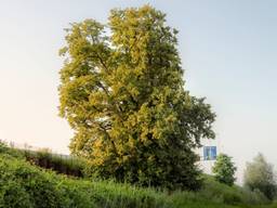 De Kloosterboom langs de snelweg A2 bij Den Dungen (foto: Rob Visser Photography).