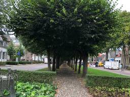 Het Oisterwijkse trouwlaantje wordt vaak genoemd als uniek voor Oisterwijk (Foto:Agnes van der Straaten)