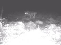 De wolf op de Strabrechtse Heide (foto: NOS)