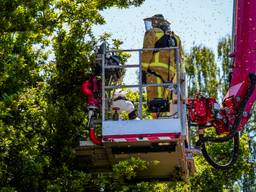 Brandweer helpt om bijen uit boom te halen