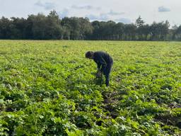 (Archiefbeeld: Imke van der Laar)