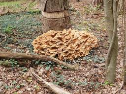 Een reuzenzwam met veel grote hoeden onder een geringde boom (foto: Hetty Uijtdewilligen van Hest).