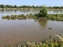 Het hoogwater in de Biesbosch levert prachtige plaatjes op