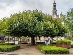 De Moeierboom in Etten-Leur (foto: Ton van Etten).