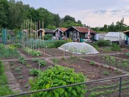 Volkstuinvereniging Delta in Helmond (foto: Omroep Brabant).
