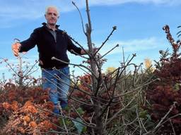 Rotte kerstbomen door zware regenval