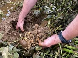 Onder meer aardappeloogsten leden onder het wassende water (foto: Omroep Brabant).