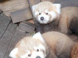 Twee andere rode panda's in ZooParc Overloon (foto: ZooParc Overloon).