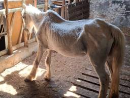 Foto: Landelijke Inspectiedienst Dierenwelzijn