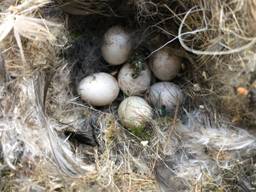 Een nest met eitjes van de koolmees (foto: Truus Verbakel).