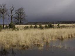 Het bedreigde natuurgebied De Kampina (foto: Natuurmonumenten).