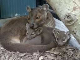 Moeder met de kleintjes (foto: Zooparc Overloon).