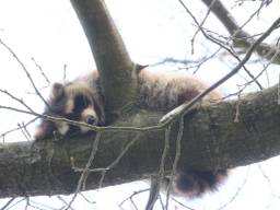 De wasbeer in de boom in Vught (foto: Bart Meesters).