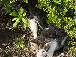 Kitten naast haar overleden moeder (foto: Dierenbescherming).