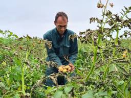 Aardappels ziek door schimmel 