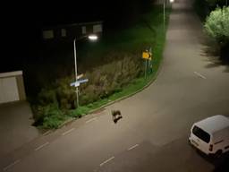 Janet filmt wolf die midden op straat loopt: 'Lag er vannacht wakker van'