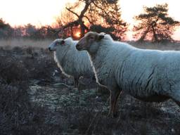 Enkele schapen van Hans van Lieshout (foto: Hans van Lieshout).