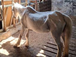 Foto: Landelijke Inspectiedienst Dierenwelzijn